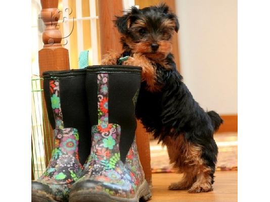 PoulaTo: Registered Yorkshire Puppies For Re-Homing